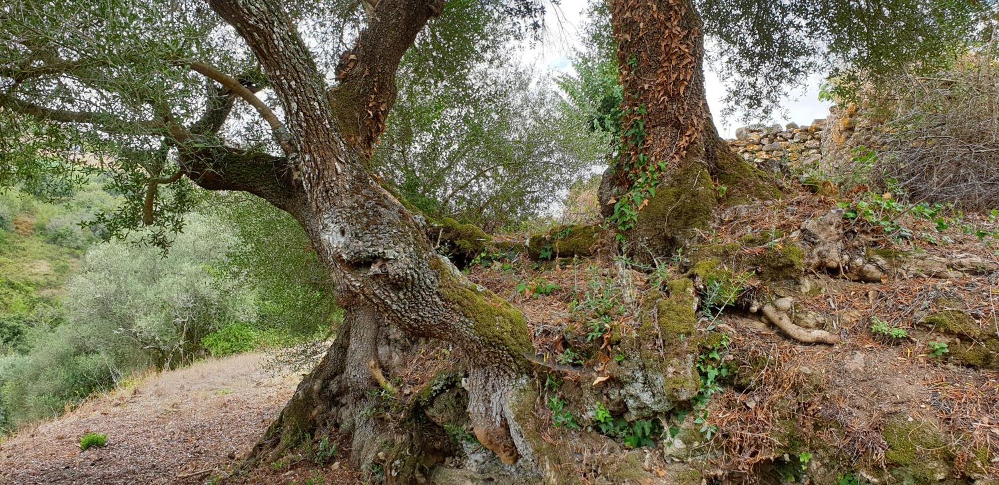Casa Das Janelinhas - Cottage Near Sintra, Mafra, Ericeira エクステリア 写真